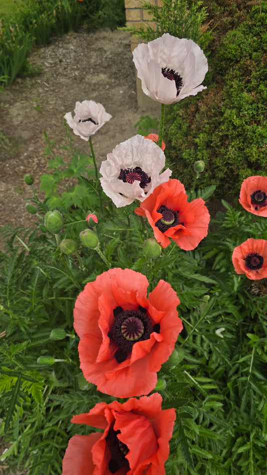 Poppy, Oriental Mixed