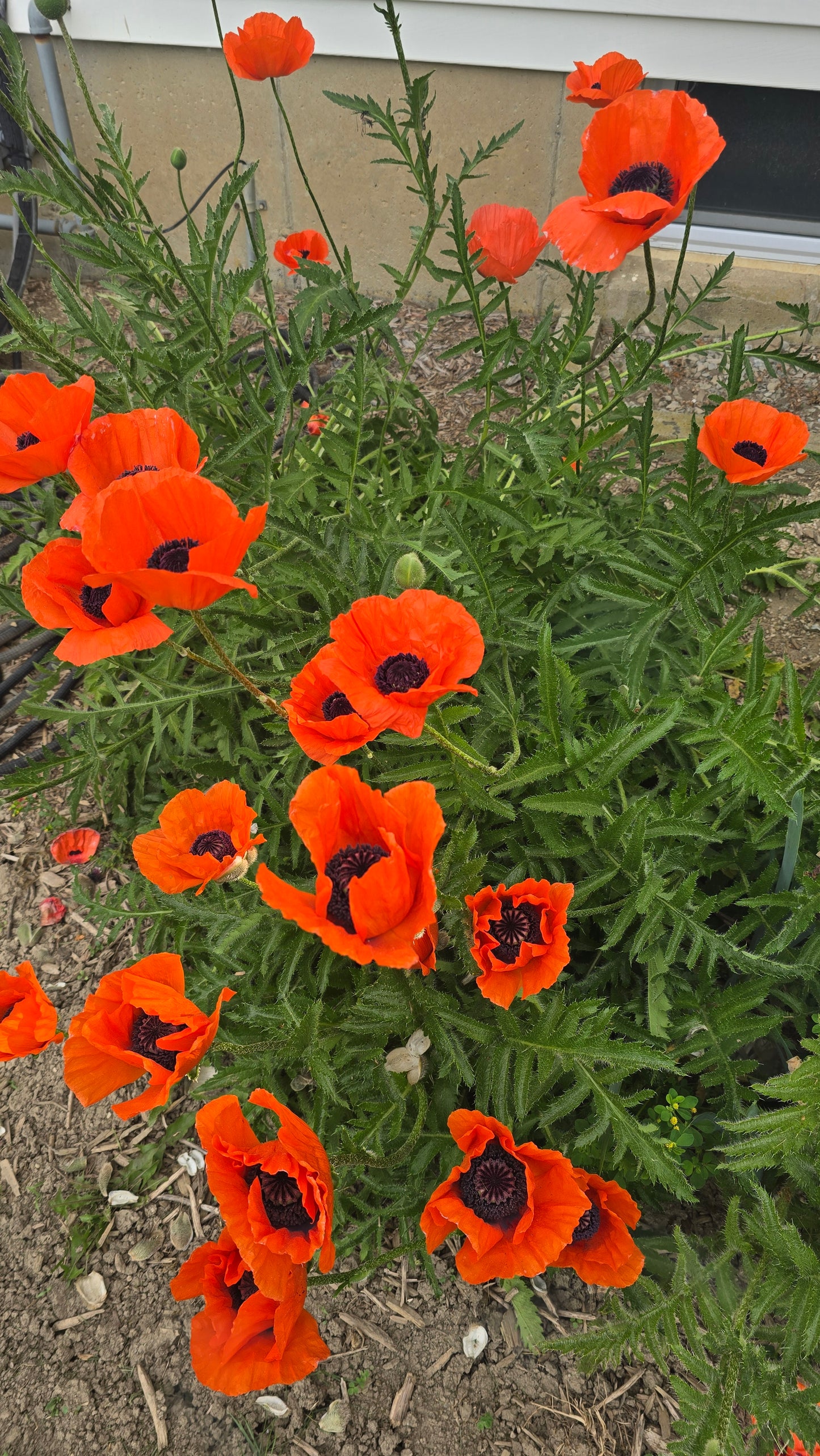 Poppy, Oriental Mixed