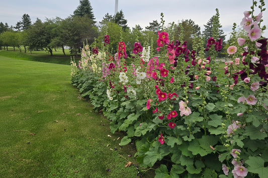 Hollyhock Ficifolia Seeds – Heirloom Fig-Leaved Perennial