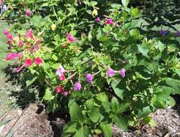 4 o'clock Flower
