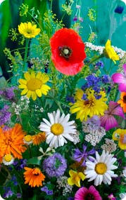 Fleurs sauvages, mélange