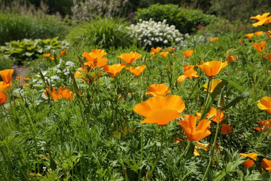 Amapola, CA naranja