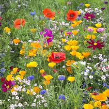 Fleurs sauvages, mélange