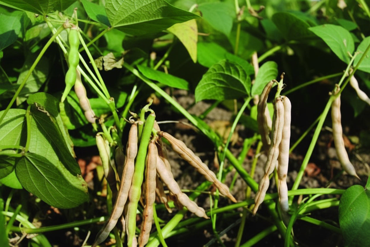Haricots mungo