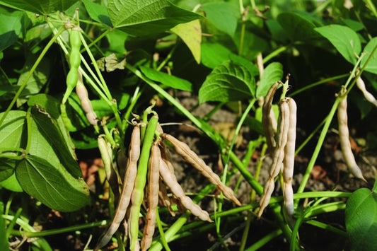 Adzuki Bean Seeds – Heirloom Specialty Legume