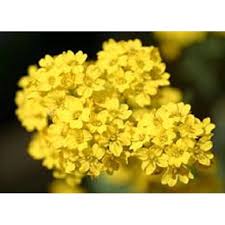 Alyssum, Basket of Gold
