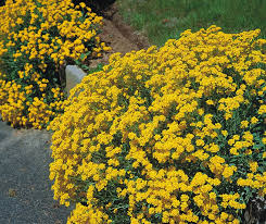 Alyssum, Basket of Gold