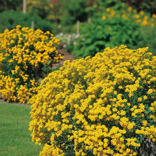 Basket of Gold Alyssum Seeds – Heirloom Perennial Groundcover