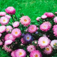Aster, houppette à poudre