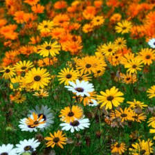 African Daisy, Aurantica