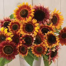 Girasol, belleza otoñal