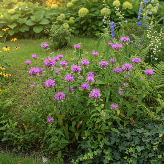 Wild Bergamot Seeds – Heirloom Native Perennial & Bee Balm