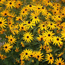Rudbeckia, Susan de ojos negros