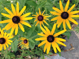Rudbeckia, Susan de ojos negros