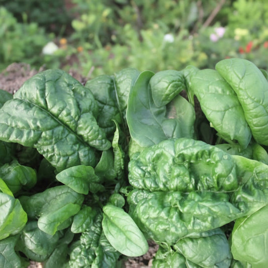 Bloomsdale Long Standing Spinach Seeds – Heirloom Standard