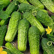 Pepino, encurtido Boston