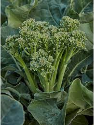 Broccoli, Green Sprouting