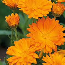 Calendula , Mixed seeds