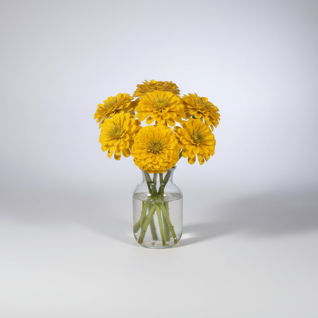Zinnia, mezcla de feria estatal