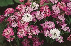 Candytuft, Fairy Mixed