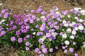Candytuft, Fairy Mixed