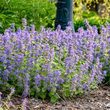 Catmint