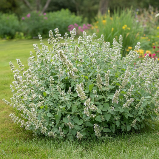 Catnip Seeds – Heirloom Aromatic Herb