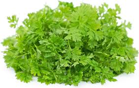 Chervil, French Parsley