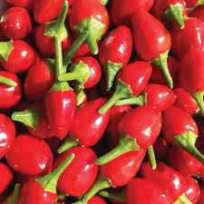 Pimiento, chiltepín