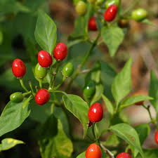 Pimiento, chiltepín