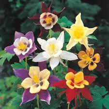 Columbine, McKana Giants