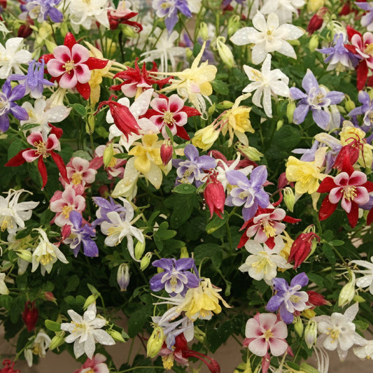 McKana Giants Columbine Seeds – Heirloom