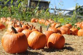 Calabaza, campo de Connecticut