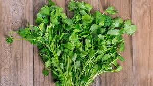 Cilantro / Coriander
