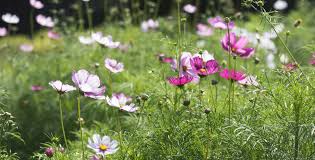 Cosmos, mezcla de sensaciones