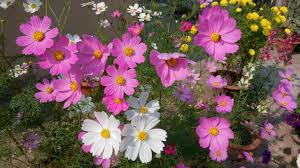 Cosmos, mezcla de sensaciones