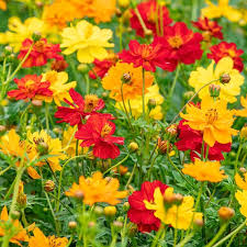 Mélange Cosmos et Apollon