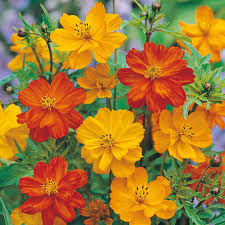 Mélange Cosmos et Apollon