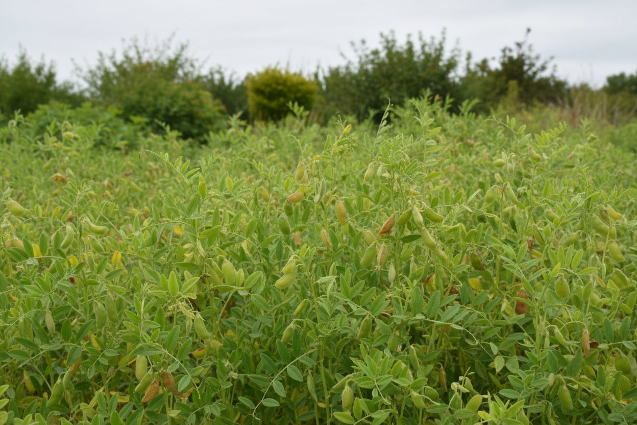Crimson Lentil Seeds – Heirloom Fast-Cooking Red Lentil