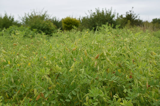 Crimson Lentil Seeds – Heirloom Fast-Cooking Red Lentil