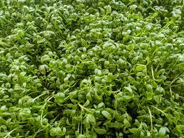 Cress, Curly (Garden Cress)