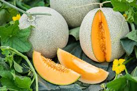Melón, delicioso 51