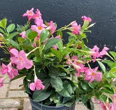 Trompeta de rock, rosa