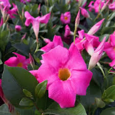 Trompeta de rock, rosa