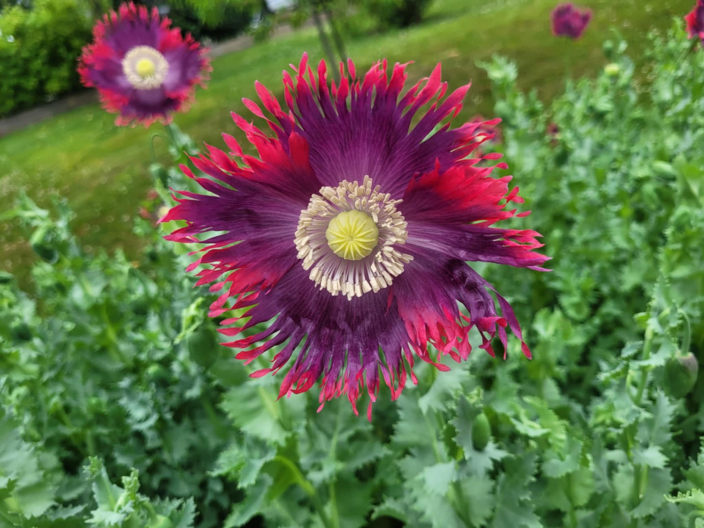 Poppy, la reine du drame