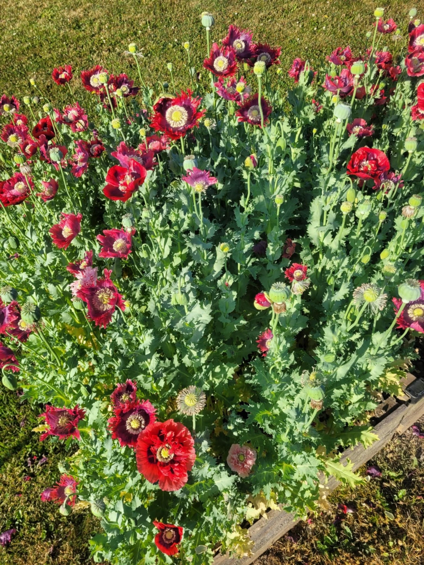 Poppy, la reine du drame
