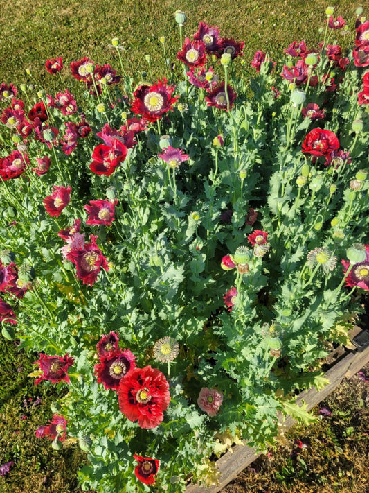 Poppy, Drama Queen Mixed