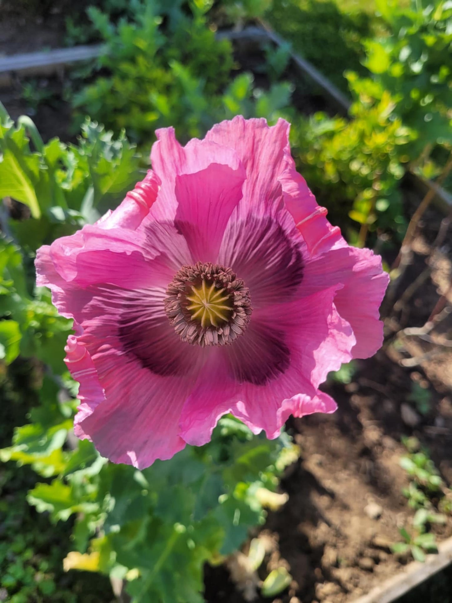 Poppy, la reine du drame