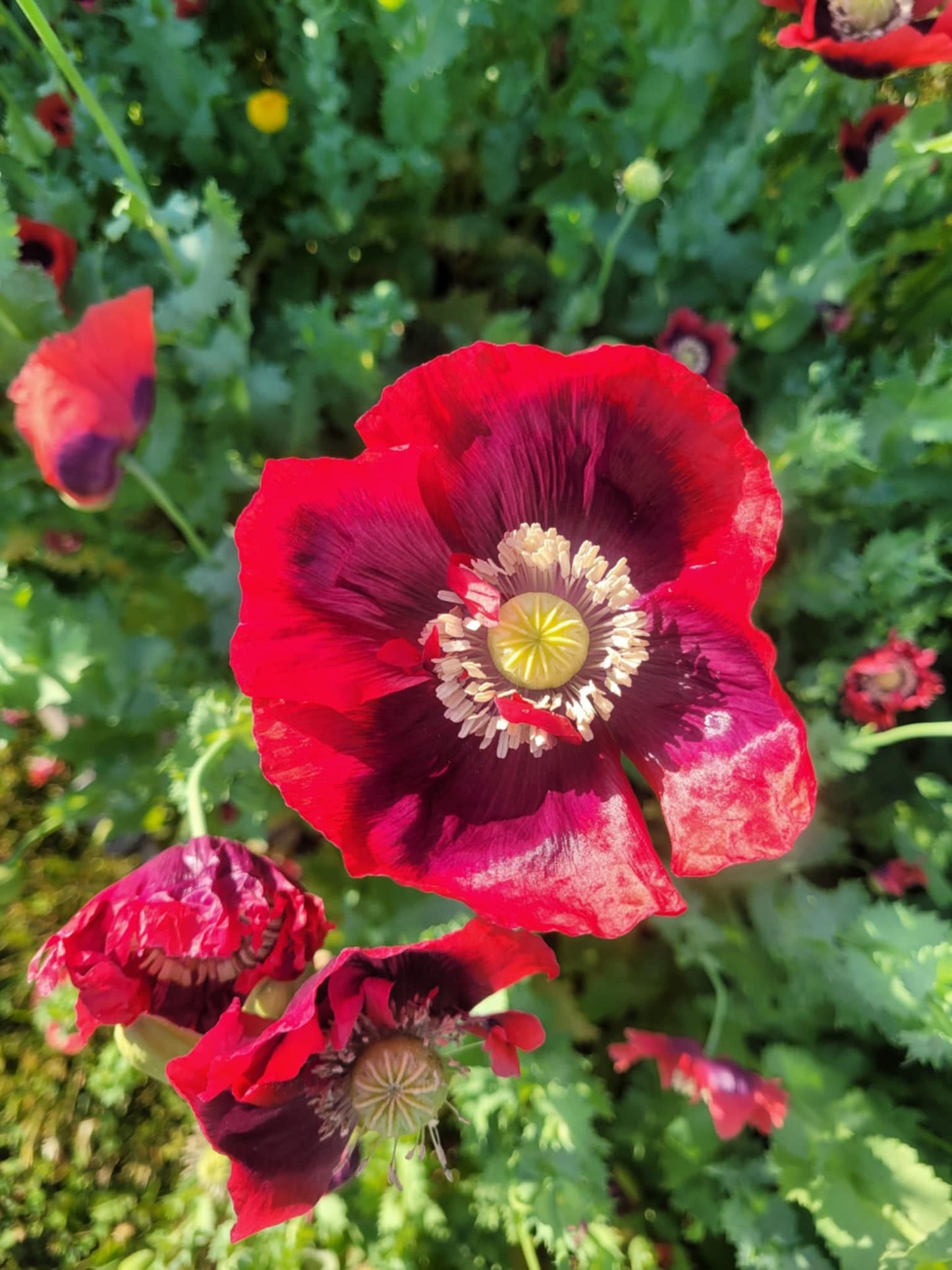 Poppy, la reine du drame