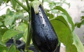 Berenjena, belleza negra